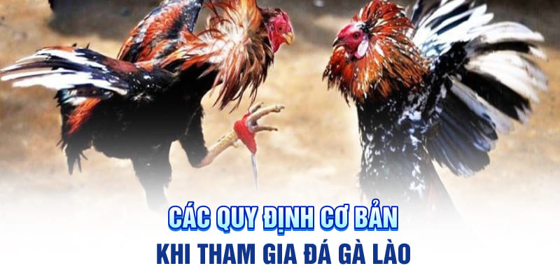 Các quy định cơ bản khi tham gia đá gà Lào