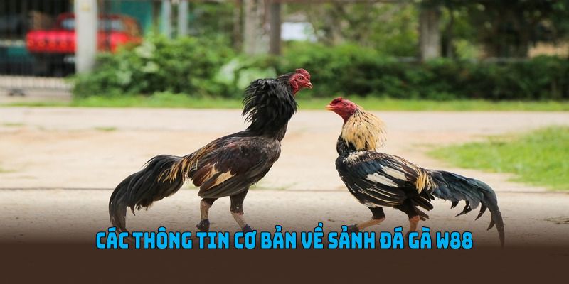 Các thông tin cơ bản về sảnh đá gà W88 bạn nên biết