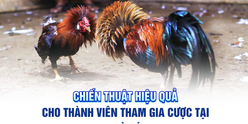 Chiến thuật hiệu quả cho thành viên tham gia cược tại nhà cái