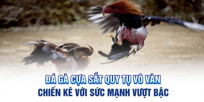 Đá gà cựa sắt quy tụ vô vàn chiến kê với sức mạnh vượt bậc