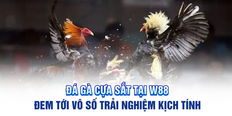 Đá Gà Cựa Sắt Tại W88 Đem Tới Vô Số Trải Nghiệm Kịch Tính