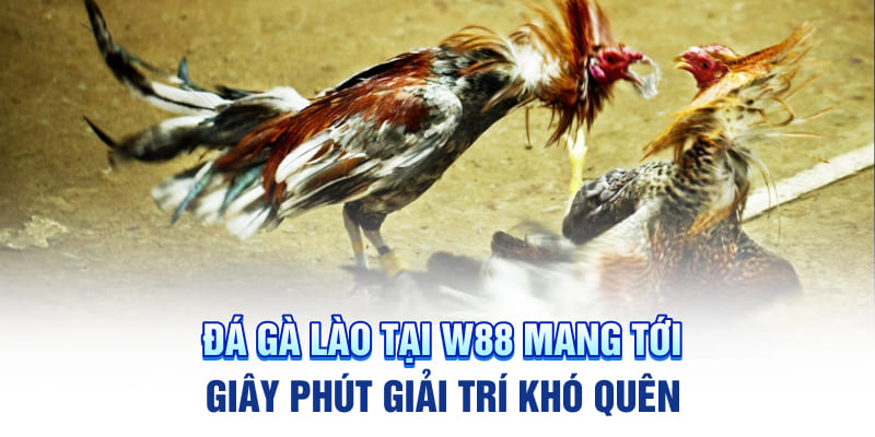 Đá Gà Lào Tại W88 Mang Tới Giây Phút Giải Trí Khó Quên