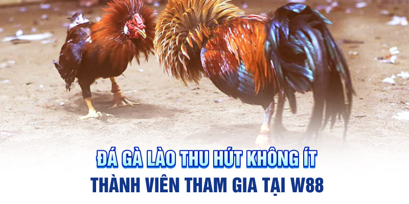 Đá gà Lào thu hút không ít thành viên tham gia tại W88
