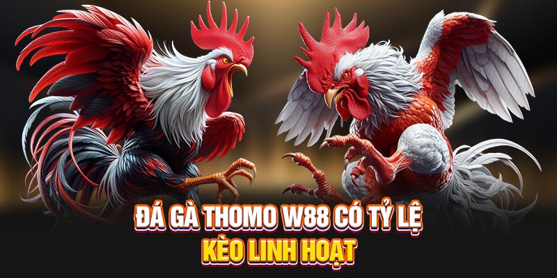 Đá gà thomo W88 có tỷ lệ kèo linh hoạt