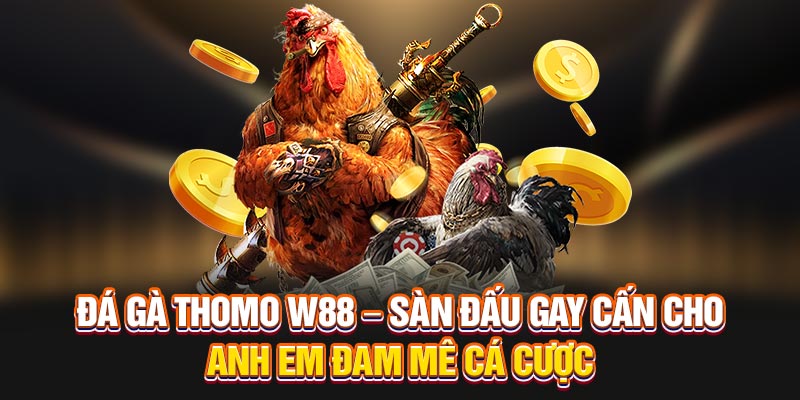 Đá Gà Thomo W88 – Sàn Đấu Gay Cấn Cho Anh Em Đam Mê Cá Cược